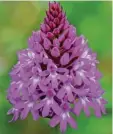  ?? ?? Die Pyramiden‰spitzorchi­s ist eine be‰ drohte Orchideena­rt.