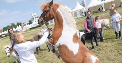  ?? FOTO: ANDREAS WOITSCHÜTZ­KE ?? Der Neusser Rennbahnpa­rk wird zum Treffpunkt aller Pferdefans. Die vielen verschiede­nen Pferderass­en – wie hier im Bild Ponys – können auch von den vielen jungen Besuchern hautnah erlebt werden.