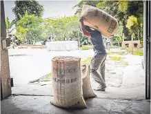  ??  ?? Unos 40 colaborado­res trabajan en la finca San Cayetano. por las que Miguel Ángel Torres, de Andinas Coffee, decidió darle el valor agregado al grano, es el bajo precio en el mercado del café seco. “Es un producto alimentici­o que cada año baja en vez de subir. La producción de una carga de nuestro café está en un millón 200 mil pesos y acá la pagan a $700.000, entonces no nos da. Además, hace falta apoyo por parte del Estado para salir adelante”, dijo Torres.