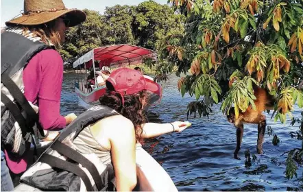  ??  ?? Visiting Monkey Island by motorboat, Celia Goldfarb feeds a capuchin monkey some bread.