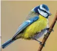  ?? Foto: Patrick Pleul, dpa ?? Von der bislang unbekannte­n Vogelkrank­heit sind wohl vor allem Blaumeisen betroffen.