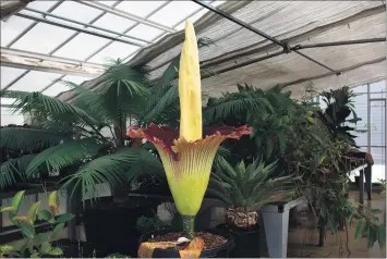  ?? HUNTER LEE — STAFF ?? “Phil,” Cal State Long Beach’s celebrity corpse flower bloomed for its second time Monday evening, after a two year hiatus.