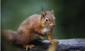  ?? Fur. Photograph: Liam McBurney/PA Media ?? Squirrels were widely kept as pets in medieval England, aside from being wanted for their