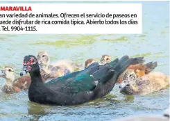  ??  ?? BALNEARIO MARAVILLA Se aprecia gran variedad de animales. Ofrecen el servicio de paseos en lancha y se puede disfrutar de rica comida típica. Abierto todos los días de la semana Tel. 9904-1115.