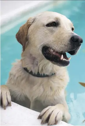  ?? TOPHER SEGUIN ?? Dogs are welcome in the Jamie Platz Family YMCA pool on Sunday, June 26, before the facility is drained for its annual cleaning.