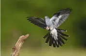  ??  ?? Above PREDICTIVE PHOTOGRAPH­Y
Predictive (i.e. best guess) focusing rather than autofocus was
used to capture this flying cuckoo coming in to land