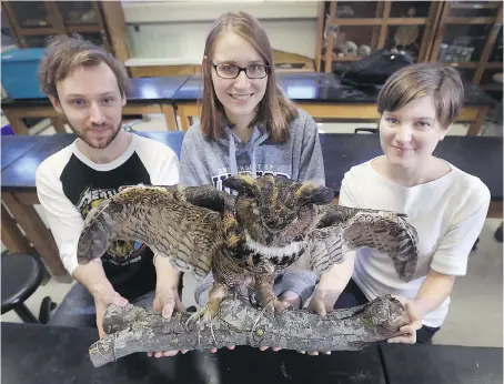  ?? PHOTOS: DAN JANISSE ?? Jason Chappus, left, Grace Bastien and Gillian Hughes, members of the University of Windsor’s Avian Taxidermy Club, hold a great horned owl they’ve prepared for display. At least seven students worked on the owl over a month — 10 hours in total — to...