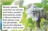  ??  ?? Woolly aphids, common on shrubs and trees, protect themselves under a fibrous blanket that sprays may not penetrate. Scrub the blanket off with a soft brush
