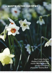  ??  ?? Don’t miss Rydal’s display of daffodils this month.