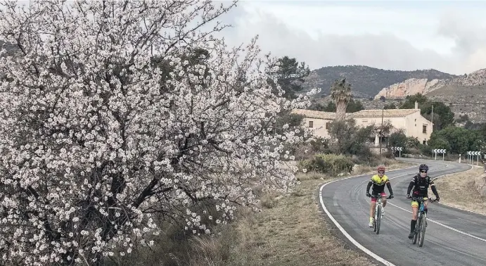  ?? Fotos: Ángel García ?? Auch Radfahrer genießen die Strecke rund um Torremanza­nas mit den schönen Mandelblüt­en.