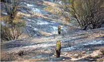  ??  ?? The Bush Fire burns more than 7,000 acres in the Tonto National Forest on Sunday.