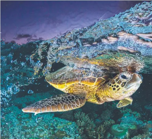  ??  ?? These images of a turtle on the Great Barrier Reef won Jordan Robins Australian Photograph­y magazine’s Photograph­er of the Year