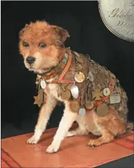  ??  ?? The taxidermie­d Owney on display at the Smithsonia­n.