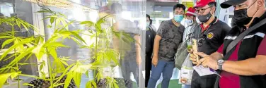  ?? —REUTERS ?? PROMISING People take pictures of cannabis plants (top) during the “360 Cannabis & Hemp for the People” expo in Buriram province, Thailand, on March 5. At right, bartenders serve cannabis sparkling craft soda to expo visitors.