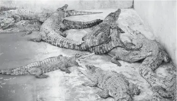  ??  ?? Crocodiles in Philippine Ostrich and Crocodile Farm in Barangay Malanang, Opol, Misamis Oriental. (Photo from the Provincial Tourism Department of MisOr Facebook page)