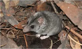  ?? Photograph: Peter Hammond/Kangaroo Island Land for Wildlife ?? Conservati­onists were ‘jumping for joy’ when they discovered a dunnart in a new location, after bushfire on Kangaroo Island destroyed 90% of the marsupials’ habitat.