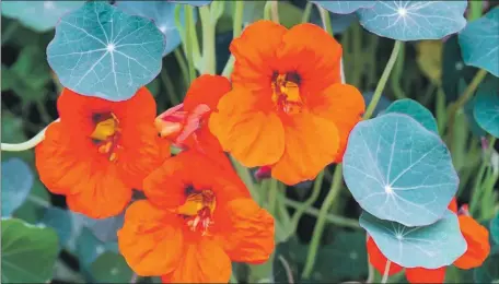  ?? ?? To encourage bees and butterflie­s to flower beds, consider planting nasturtium seeds.