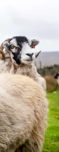  ??  ?? OPPOSITE AND THIS PAGE Amanda and Clive live in the northern tip of the Yorkshire Dales, along with their flock of sheep, hens, horses, dogs,
nine children and a peacock. Picking up rural skills such as dry-stone walling have become a natural part of family life