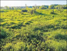  ?? ZBIGNIEW BZDAK/CHICAGO TRIBUNE ?? Cowles Bog at the Indiana Dunes National Park in Dune Acres on Aug. 28. Some park programs could require fees.