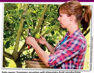  ??  ?? Snip away: Summer pruning will stimulate fruit production