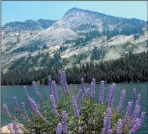  ?? (Photo: Adobe Stock) ?? Lupine graces the bank of Tenaya Lake in Yosemite’s high country during the summer.