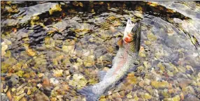  ?? (NWA Democrat-Gazette/Flip Putthoff) ?? A small jig fooled this rainbow trout. The fish put up a formidable fight, then was released.