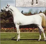  ??  ?? Daniel Gainey’s breeding program, similar to Bazy Tankersley’s, in 1969 produced the stallion Gai Parada whose pedigree contains six crosses to Skowronek, of which three go through *Raffles. With correct legs, a cute “typey” head and flashy movement in...