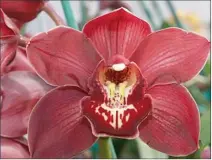  ?? PICTURES: TINUS OBERHOLZER ?? FANTASY: The Cymbidium Duckitt Bicentenni­al Frieda Duckitt.