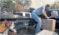  ?? Bethany Baker, The Coloradoan ?? Airn Hartwig loads a chicken into a cardboard box as she separates her chickens before evacuating in Masonville.