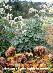  ??  ?? Montonoa bipinnatif­ida in autumn.