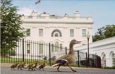  ?? AP PIC ?? A duck and her brood walking towards the West Wing of the White House on Friday. Aides say they often wondered if they will return to work the next day, half expecting heartbreak, half wanting deliveranc­e.