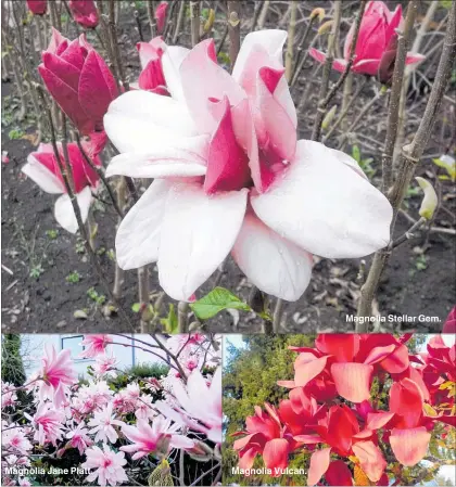  ??  ?? Magnolia Jane Platt. Magnolia Vulcan. Magnolia Stellar Gem.