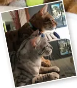  ??  ?? Michael Vong’s Bengal Cats: Three-and-a-half year old siblings Bobo (Gray/Charcoal) and Chacha (Orange/Brown).