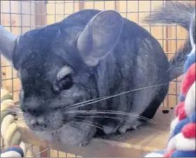  ??  ?? n PLENTY OF PEP: Male chinchilla Chilli comes as a pair with female Pepper