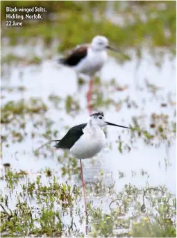  ??  ?? Black-winged Stilts, Hickling, Norfolk, 22 June