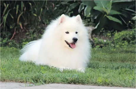  ?? THE CANADIAN PRESS ?? An American Eskimo dog named Inuk from Caledon, Ont., has that elusive “it” factor. Inuk has used it to good effect in the world of canine showing and breeding, where he’s emerged as a consistent top dog at the Westminste­r Kennel Club Dog Show over a...