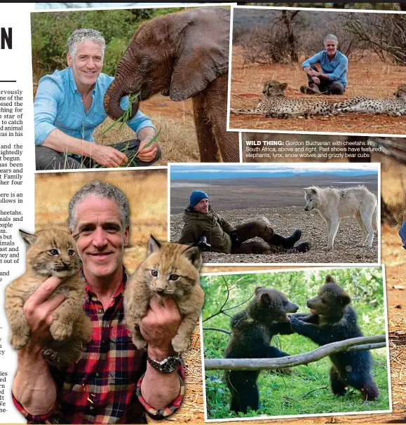  ??  ?? WILD THING: Gordon Buchanan with cheetahs in South Africa, above and right. Past shows have featured elephants, lynx, snow wolves and grizzly bear cubs