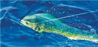  ??  ?? COLOR FAST: Popular mahi deserve protection from pelagic longlining.