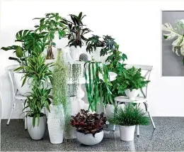  ??  ?? Trade Me spokeswoma­n Millie Sylvester says the houseplant craze is driving a noticeable trend in prices. Top: This plant has met its $9050 reserve price on the auction website.