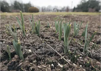  ?? TYLER BROWNBRIDG­E ?? Tulips in Jackson Park have begun to sprout after almost a week of unseasonab­ly warm weather in Windsor. The Environmen­t Canada forecast calls for increasing clouds Thursday with highs near 18 C.