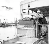  ?? GILLIAN FLACCUS/AP ?? A worker prepares to sort a bucket of fish after they were unloaded from a bottom trawler in Warrenton, Ore.