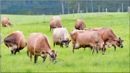  ??  ?? Ed Mattern and his partner, Carol Wojtkun, are among family owners of Sweet Grass Creamery in Preston.