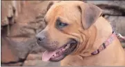  ??  ?? TRAUMATISE­D: This dog named Hope was used as bait to make two other dogs fight to the death.