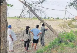  ?? HT PHOTO ?? Workers cutting branch of a tree that fell on an electricit­y line in Patiala district on Sunday.