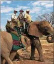  ?? PHOTO PROVIDED ?? Chip and Sally Ellms have enjoyed many world travels, including African safaris, which included elephant riding, in Zimbabwe, South Arfrica, Botswana and Zambia in May 2016.