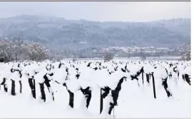  ?? (Photo Hélène Dos Santos) ?? Coup de froid sur les vignes dans le secteur de Brignoles.