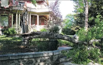  ?? MATT VOLZ/THE ASSOCIATED PRESS ?? A tree in Helena, Mont., was snapped in half on Thursday by a 5.8-magnitude quake. Some Saskatoon residents reported feeling what experts call “surface waves” at about 12:36 a.m.