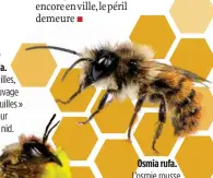  ??  ?? Megachile willughbie­lla.
Osmia rufa. L’osmie rousse, abeille sauvage, affectionn­e les parcs et les balcons.