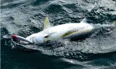  ?? ?? ABOVE A thick trace helps to avoid being broken off on the bottom and aids in fish handling close to the boat. (PHOTO: NZ Fishing News).