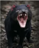  ??  ?? Tasmanian devils were moved to Maria Island to safeguard their existence against a facial tumour. Photograph: Ian Waldie/Getty Images